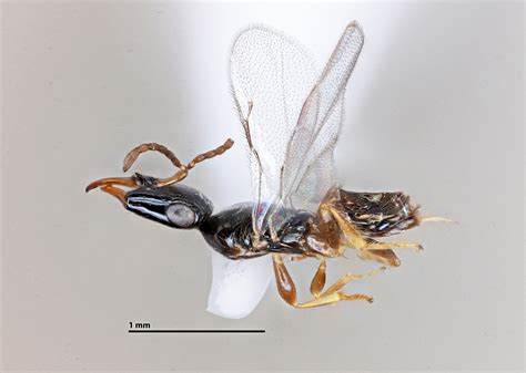 waspweb|Iba pa.